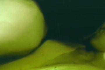 Лесбиянки вдвоем на кровати нежатся