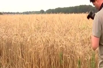 Провинциалка разделась и по полю гуляет