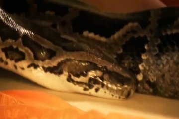 Сексуальная индуска на кровати со змеей